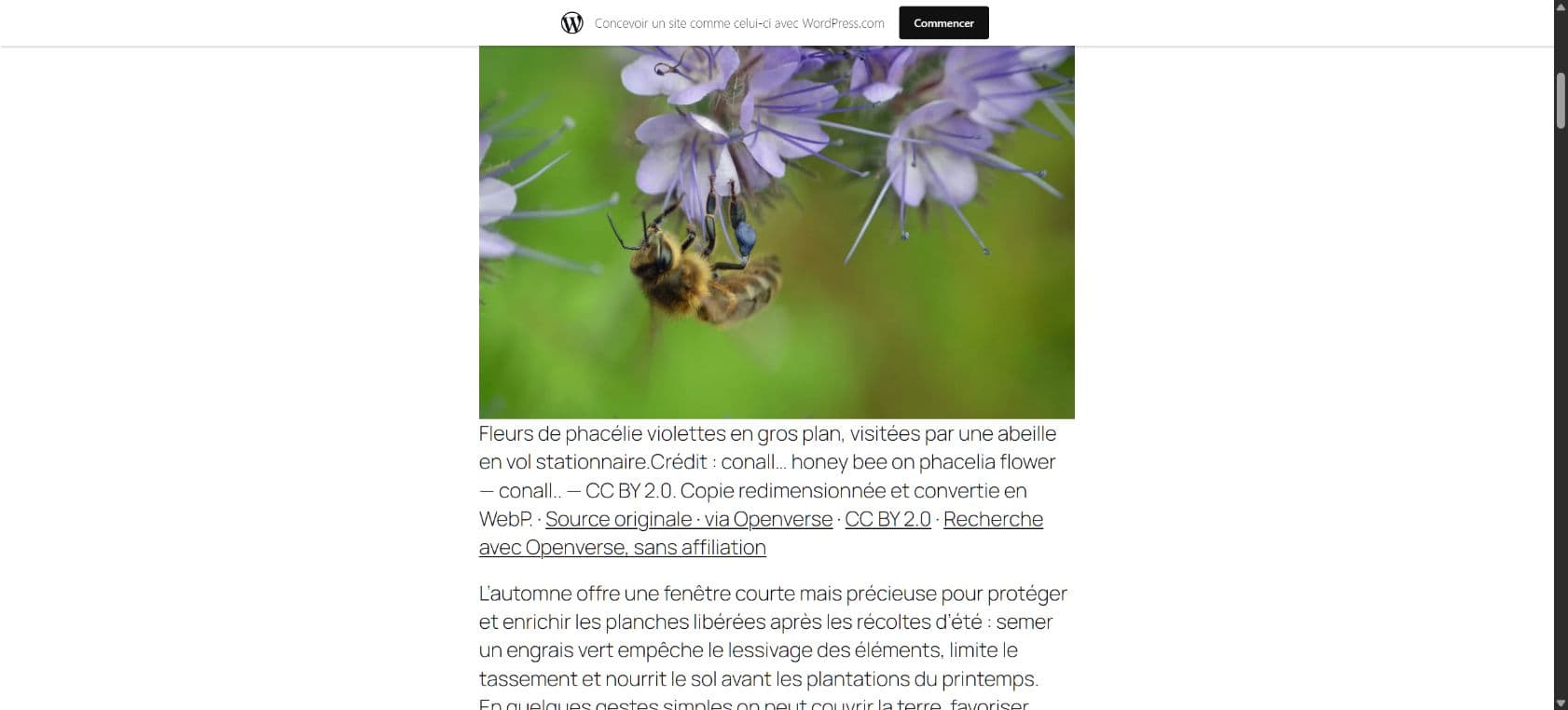 Photograph of a bee on phacelia flowers and its credits on the restored WordPress.com page
