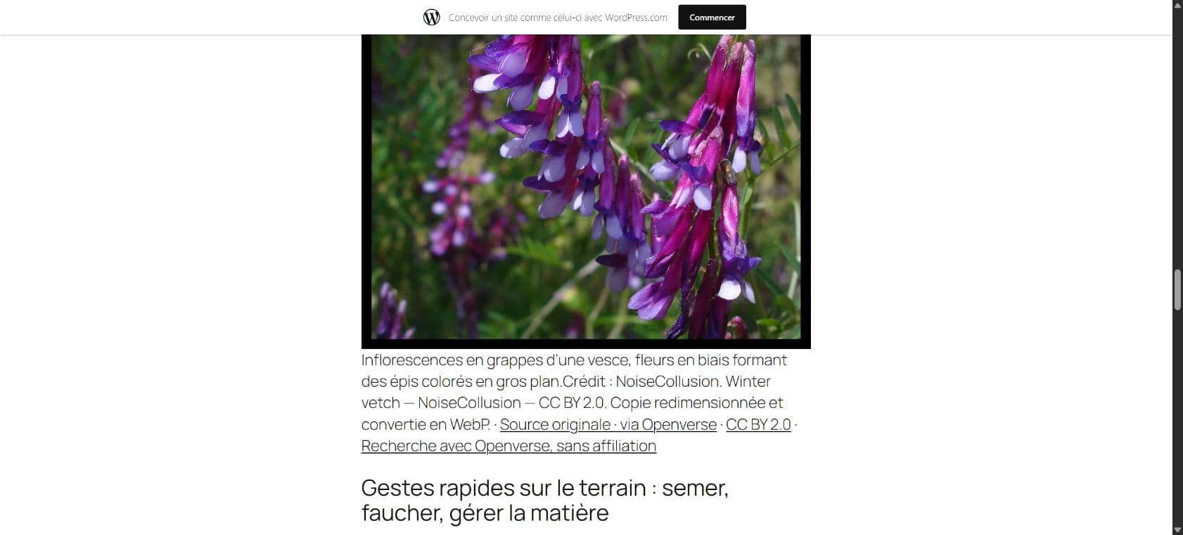 Second photograph in the restored article, showing vetch flowers with their credits and licence links